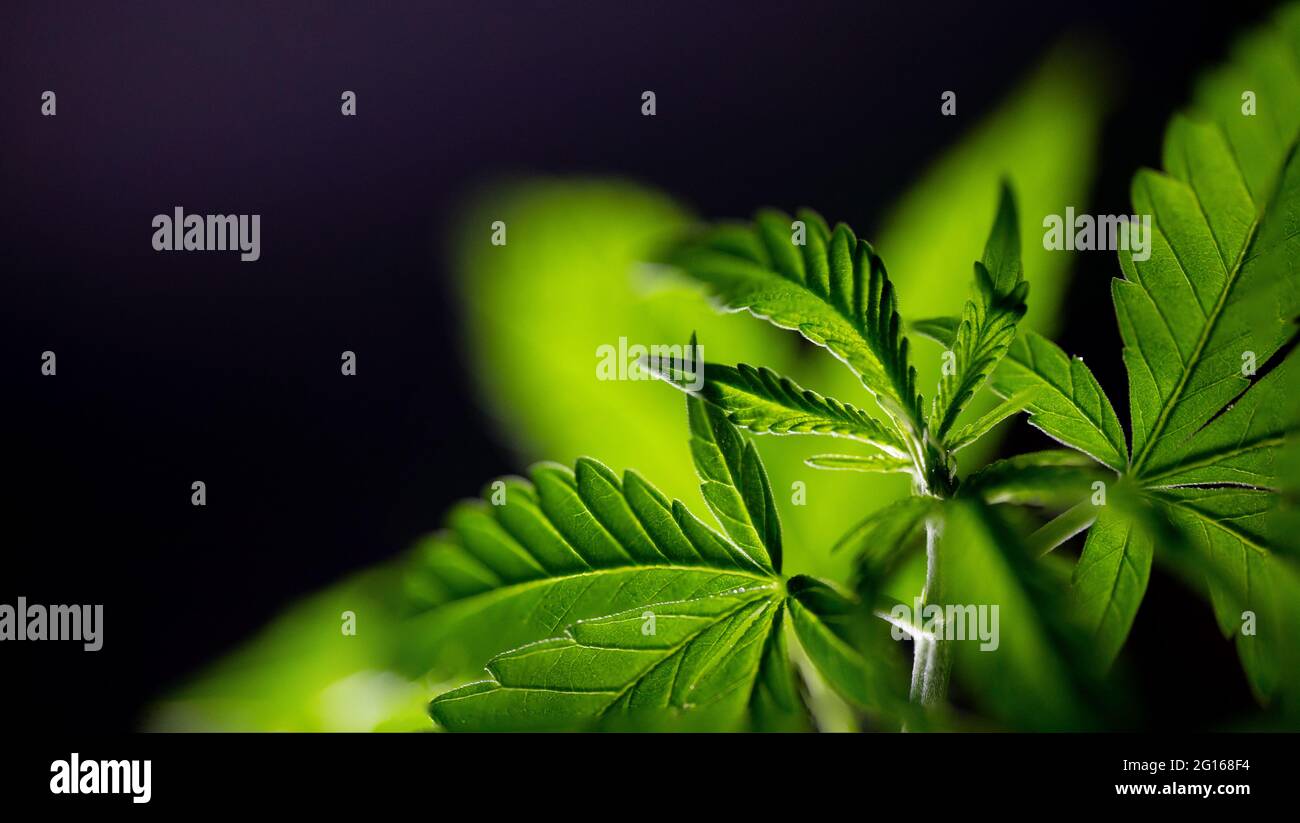 lascia la cannabis medica da vicino, riprese macro su sfondo scuro Foto Stock
