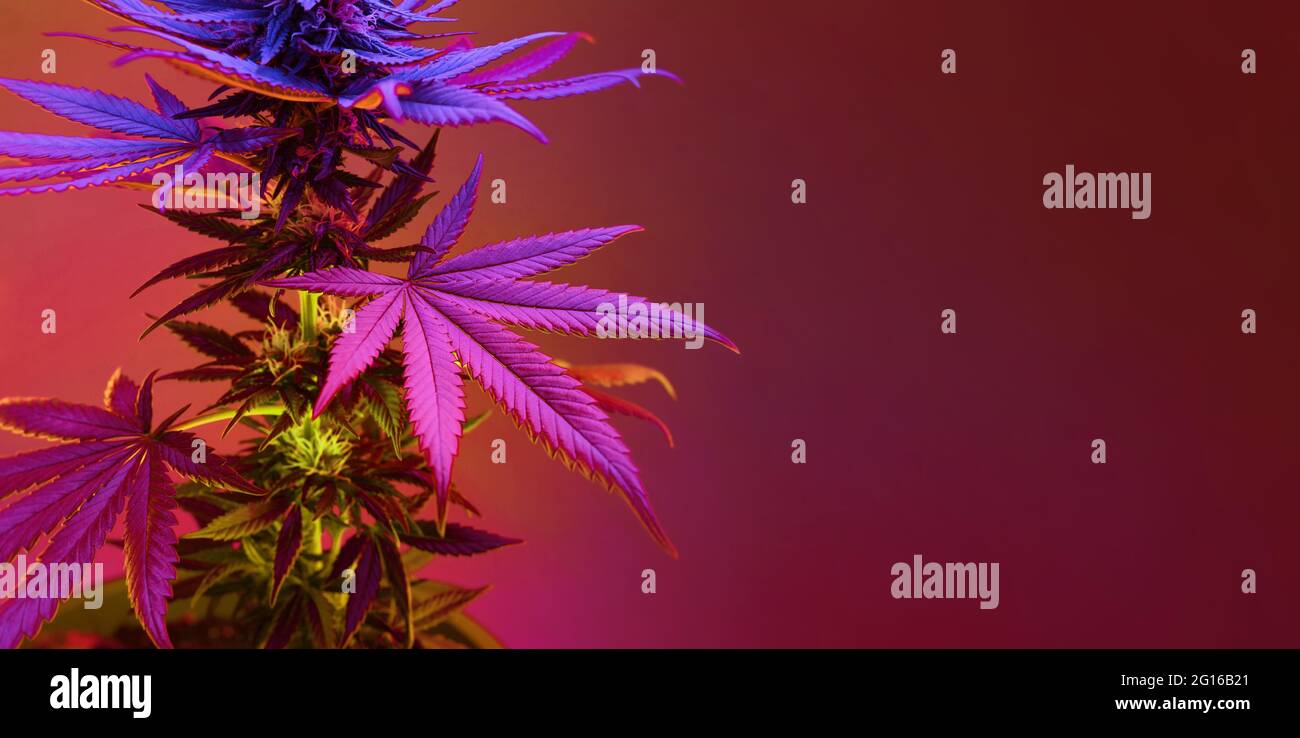 Foglie viola di pianta di cannabis. Lungo sfondo banner con il fogliame artistico vibrante della pianta di marijuana. Canapa medicinale in neon colorato misto luce. Foto Stock