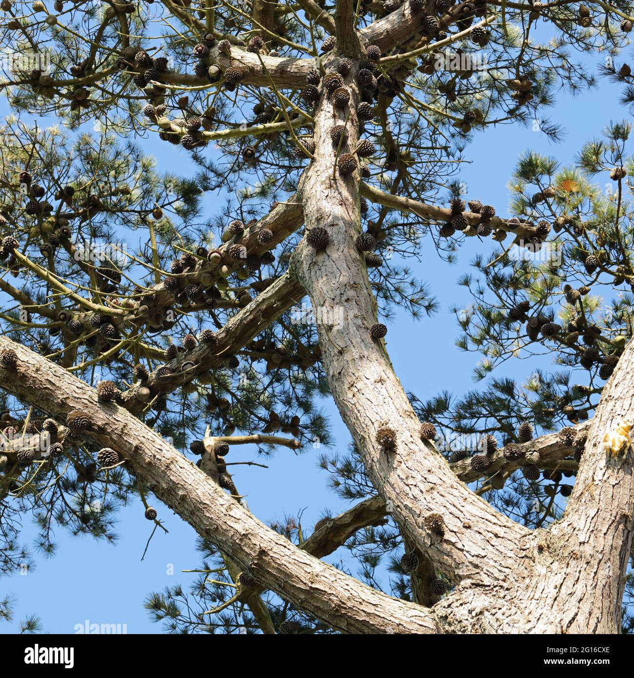Vista verso l'alto della pineta scozzese, Regno Unito. Foto Stock