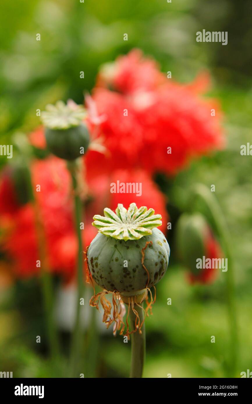 Frutta di papavero di Opium. Papaver somniferum. Foto Stock