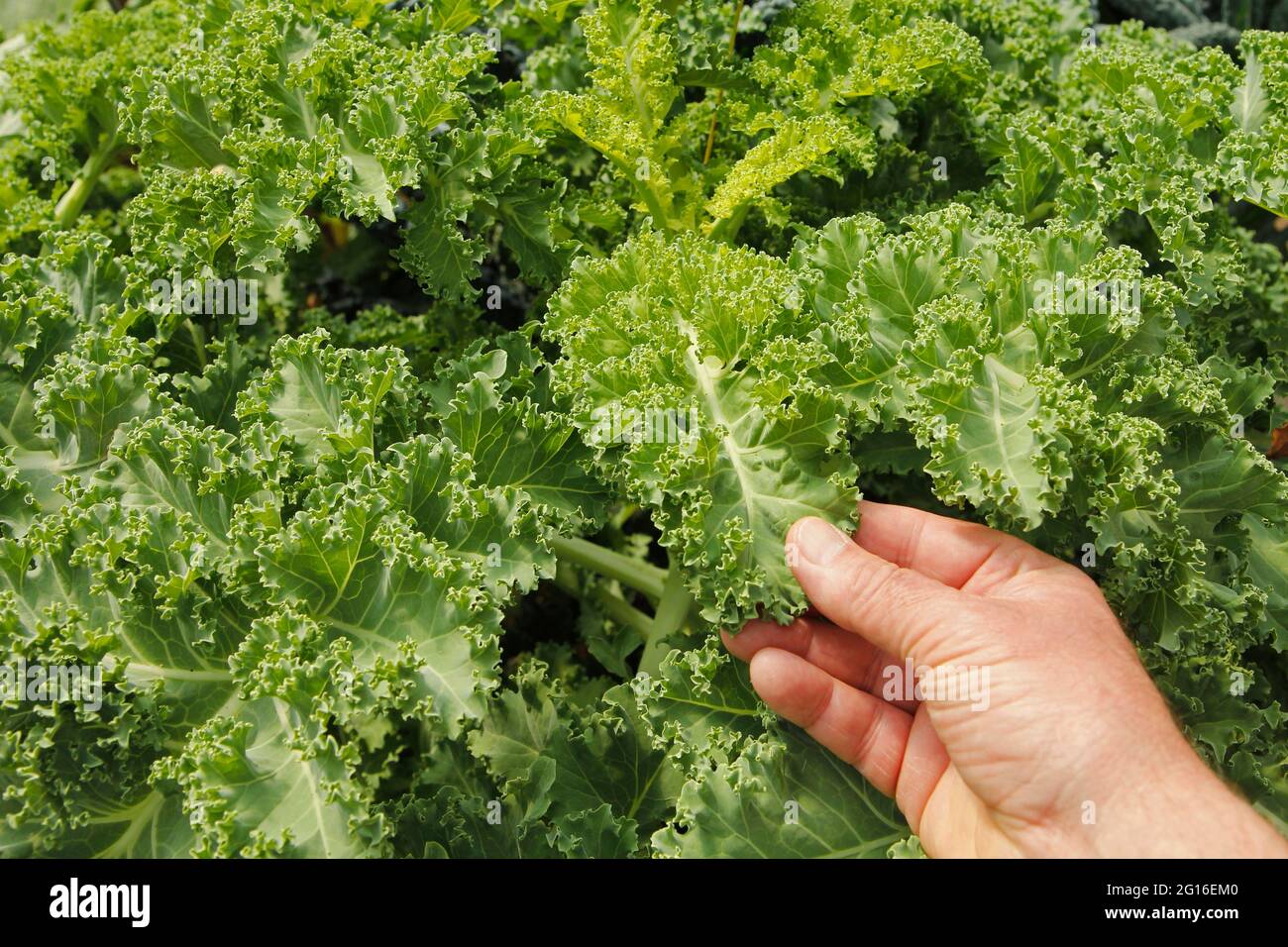 Kale lascia. Foto Stock