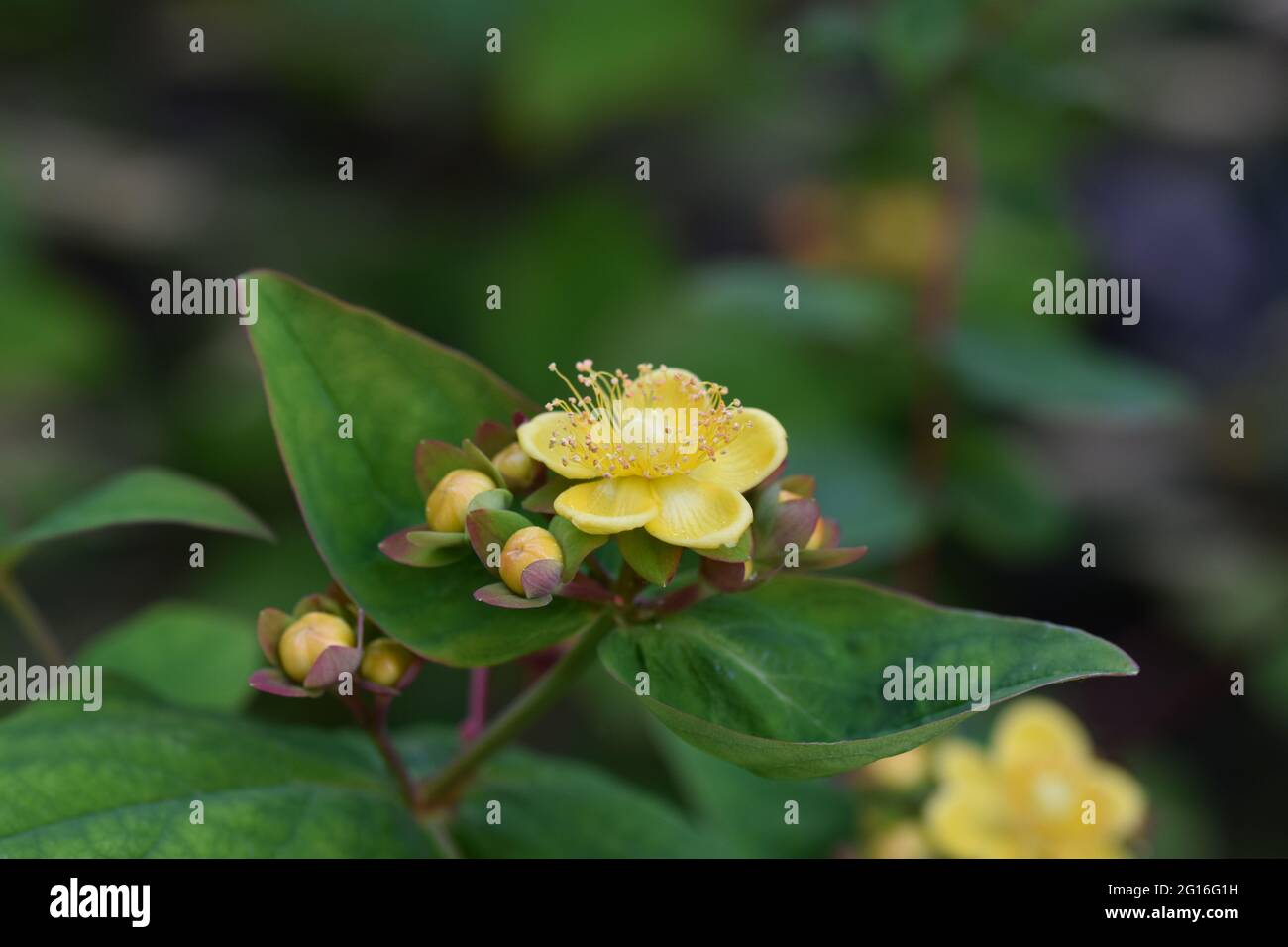 Pianta di Tutsan (Hypericum androsaemum) una specie di erba di San Giovanni Foto Stock