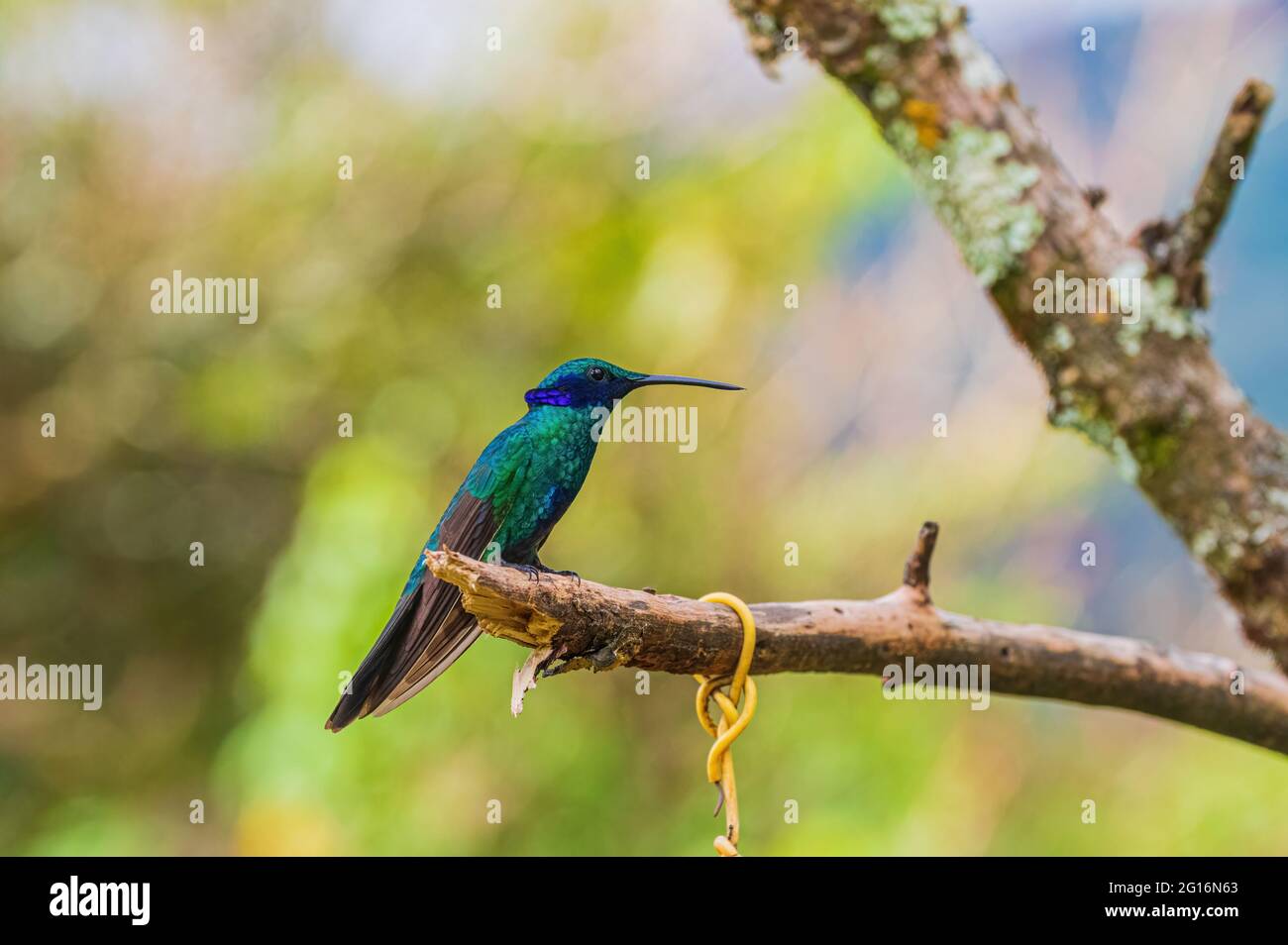 Colibri Coruscans blu e verde erba brillante Foto Stock