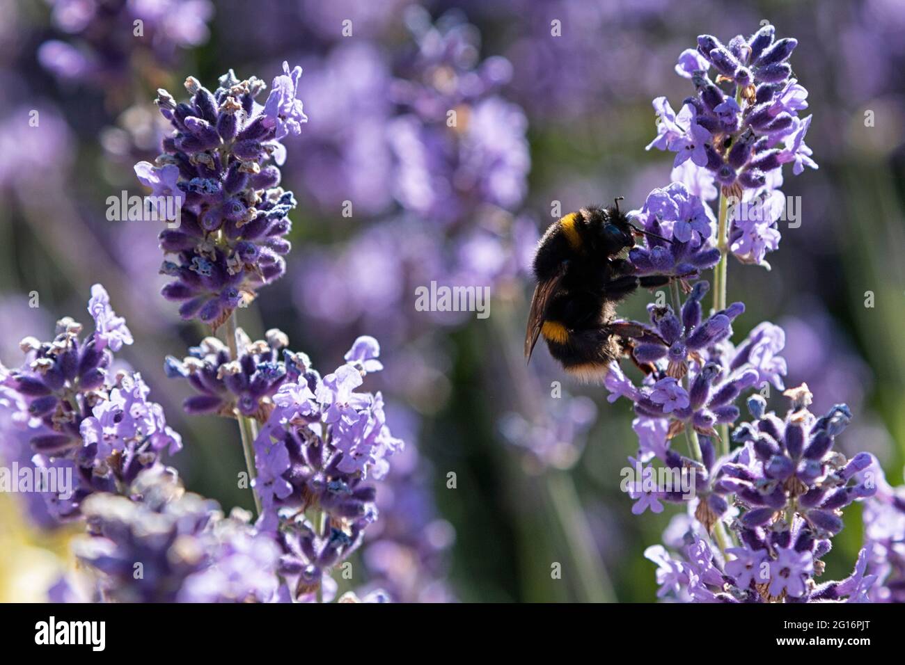 Ape bumble sui gambi di lavanda in estate Foto Stock