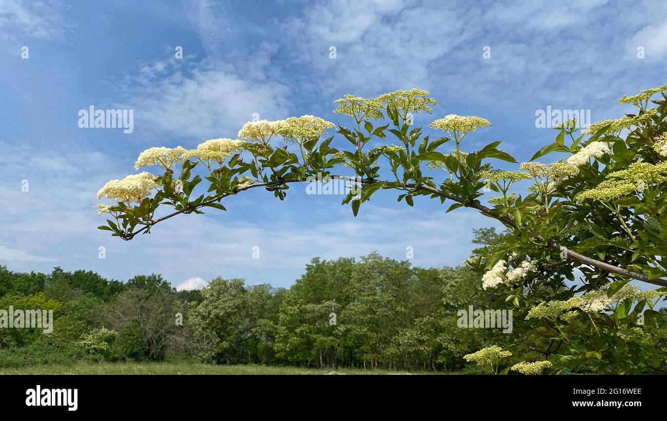 Sprig di anziano bianco su uno sfondo di cielo blu. Germania, Europa. Foto Stock