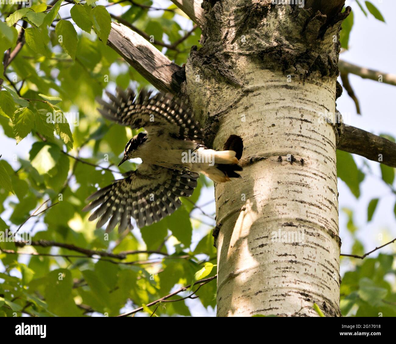Woodpecker vola fuori dal suo nido con ali spalancate con sfondo sfocato nel suo ambiente e habitat circostante. Picchio Hairy Image. Immagine. Foto Stock Woodpecker vola fuori dal suo nido con ali spalancate con sfondo sfocato nel suo ambiente e habitat circostante. Picchio Hairy Image. Immagine. Foto Stock