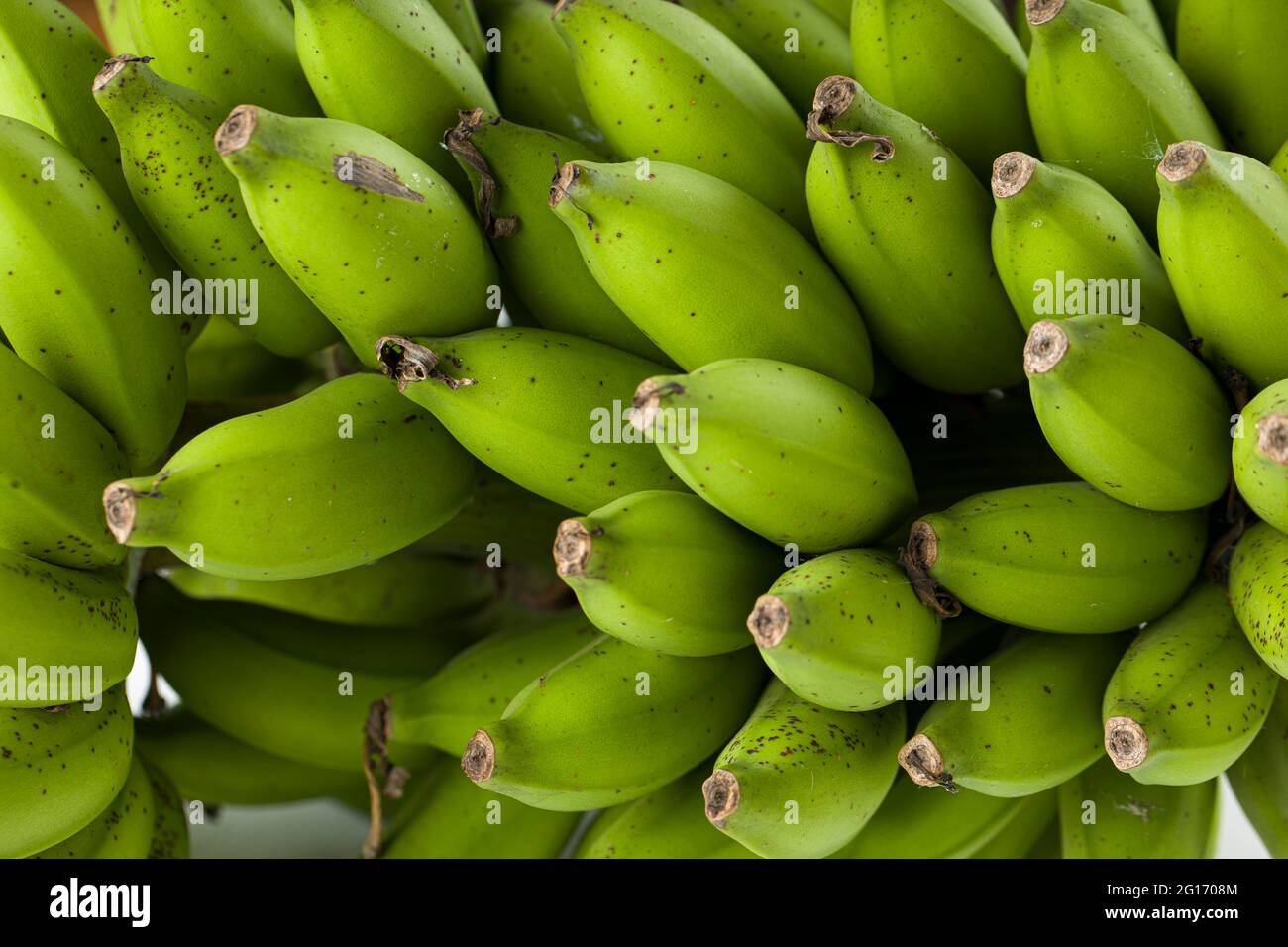 Mazzo di banana grezza o banana verde posto su una superficie bianca con fondo grigio testurizzato, primo piano Foto Stock