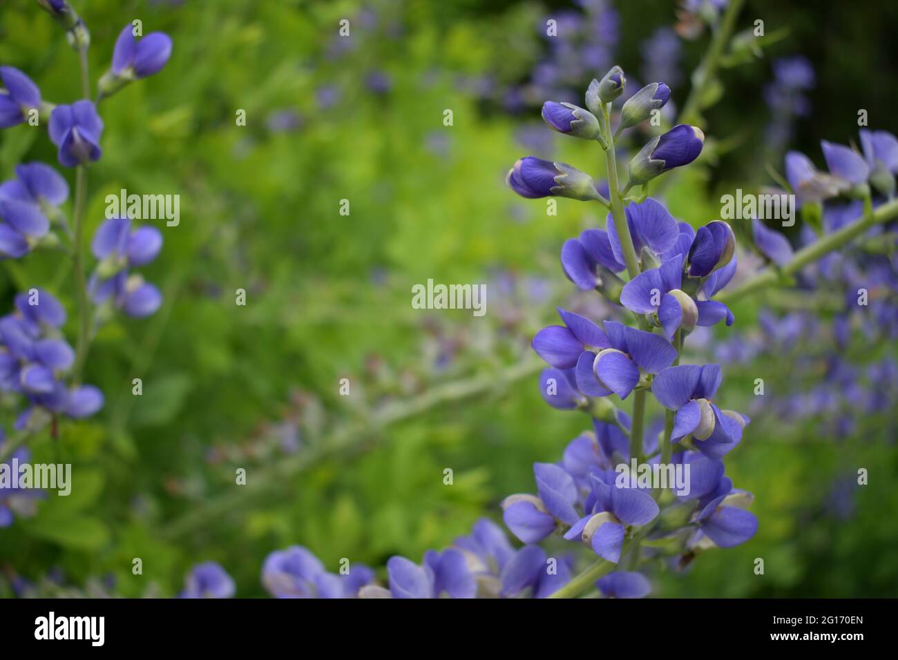 fiore viola morbido Foto Stock