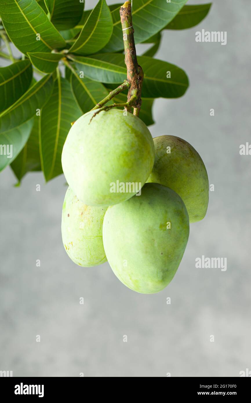 Mazzo di mango grezzo o mango verde con sfondo grigio e bianco testurizzato, isolato Foto Stock