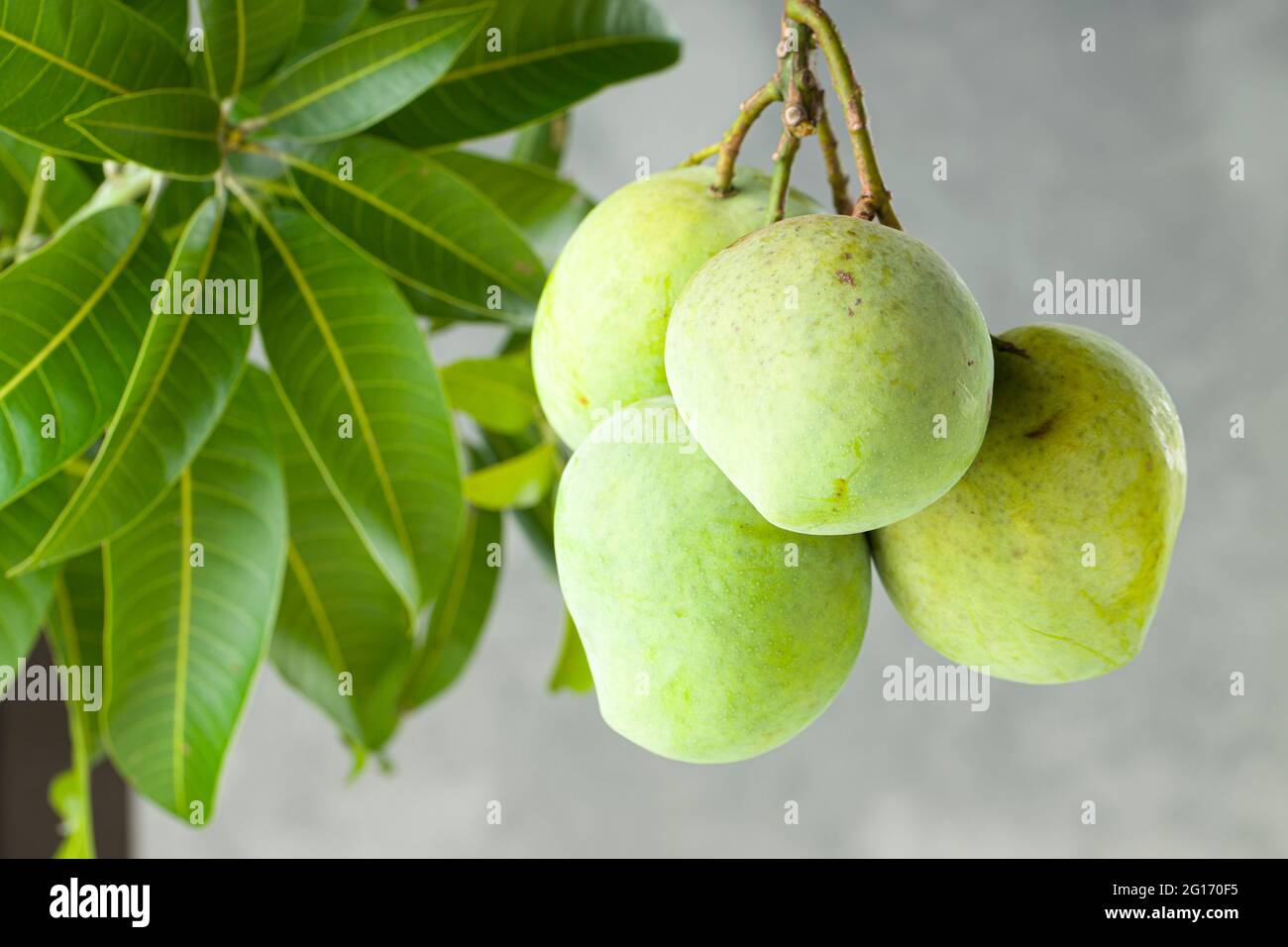 Mazzo di mango grezzo o mango verde con sfondo grigio e bianco testurizzato, isolato Foto Stock