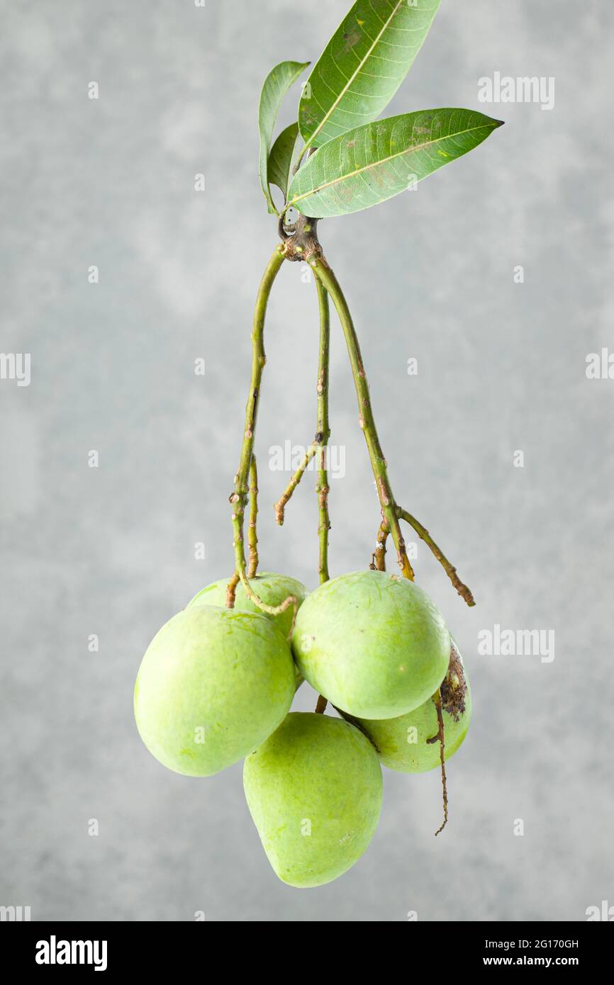 Mazzo di mango grezzo o mango verde con sfondo grigio e bianco testurizzato, isolato Foto Stock