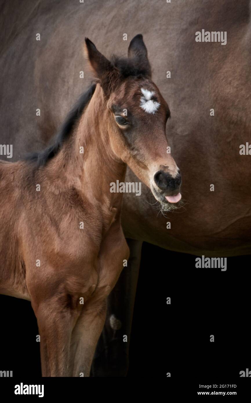 Primo piano di un piccolo foal bruno (cavallo Trakehner purosangue) che si stacca la lingua con mare sullo sfondo. Foto Stock