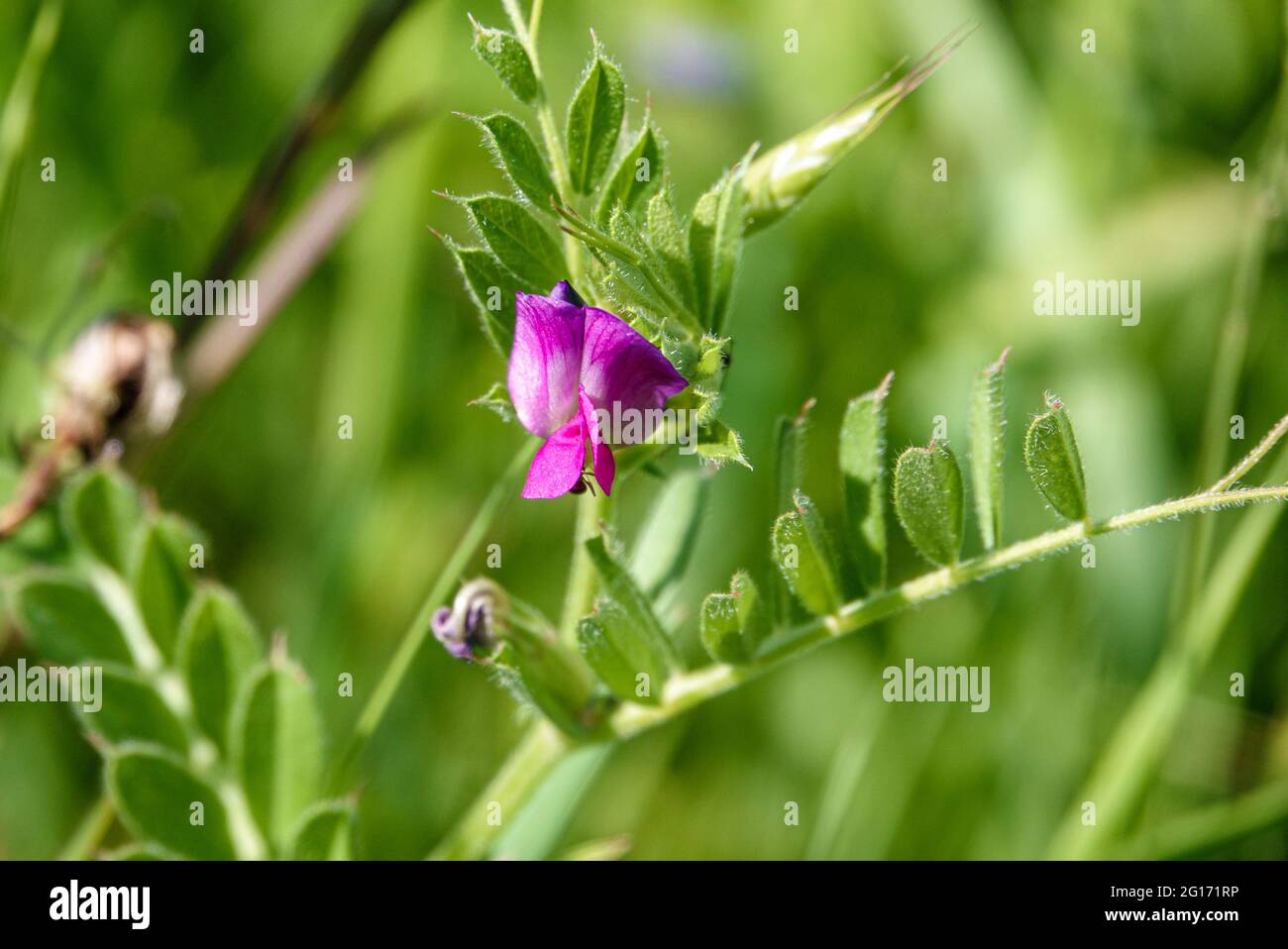 Wild Common Vetch (Vicia sativa) con la sua prima fioritura, che cresce sulla piana di Salisbury, nel Wiltshire Foto Stock