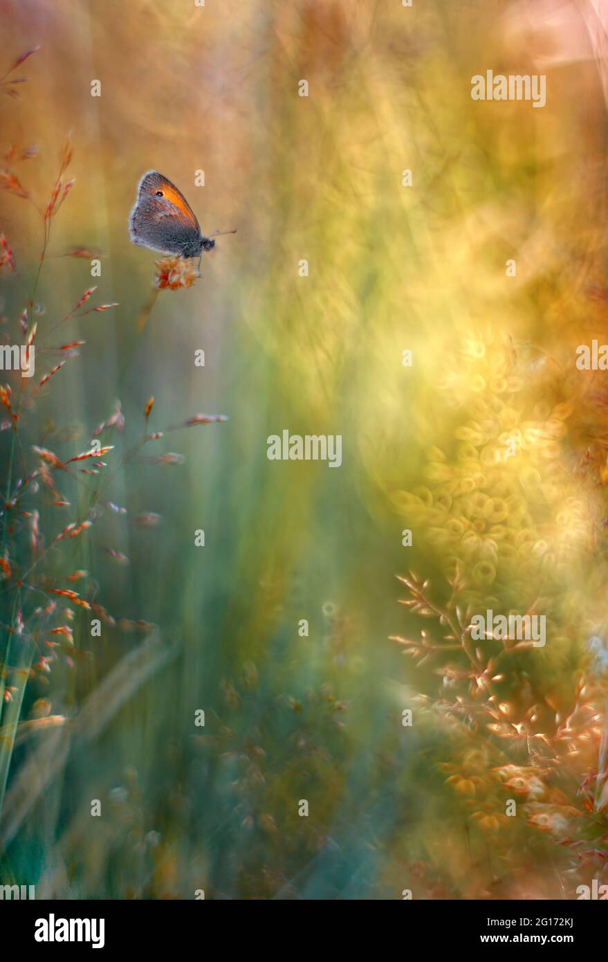 Farfalla- Polyommatus icarus sul prato Foto Stock