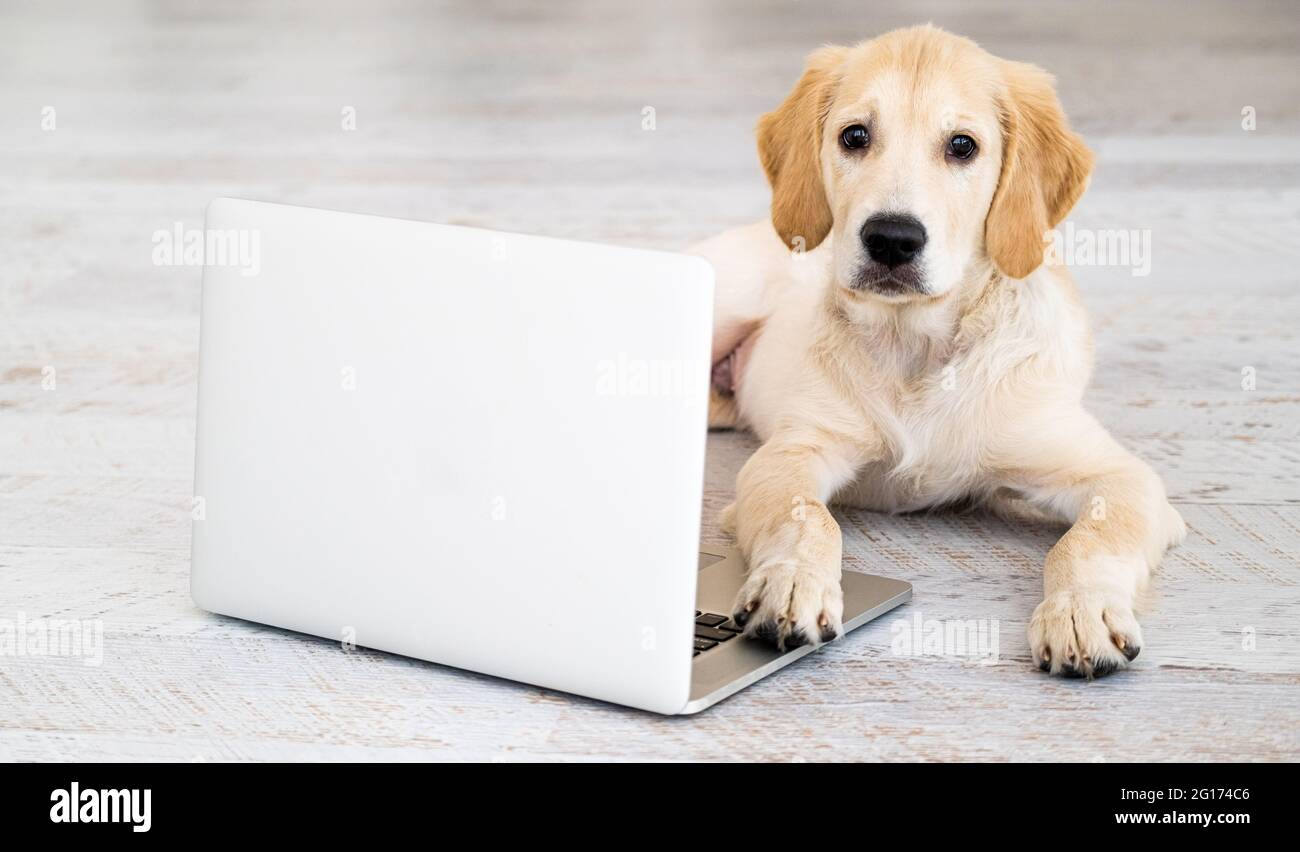Carino cane vicino al computer portatile Foto Stock