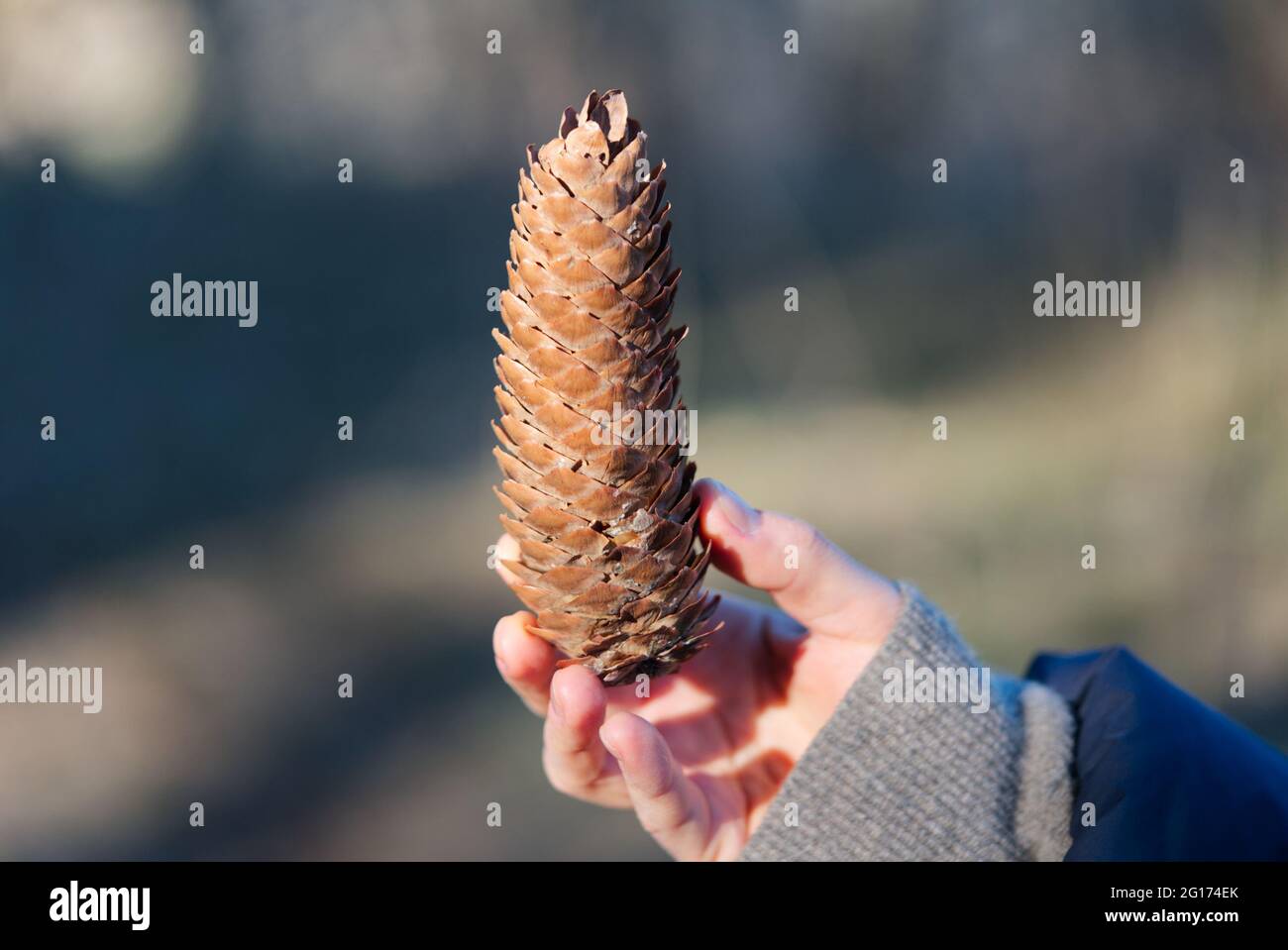 La ragazza tiene in mano un grande cono di pino Foto Stock