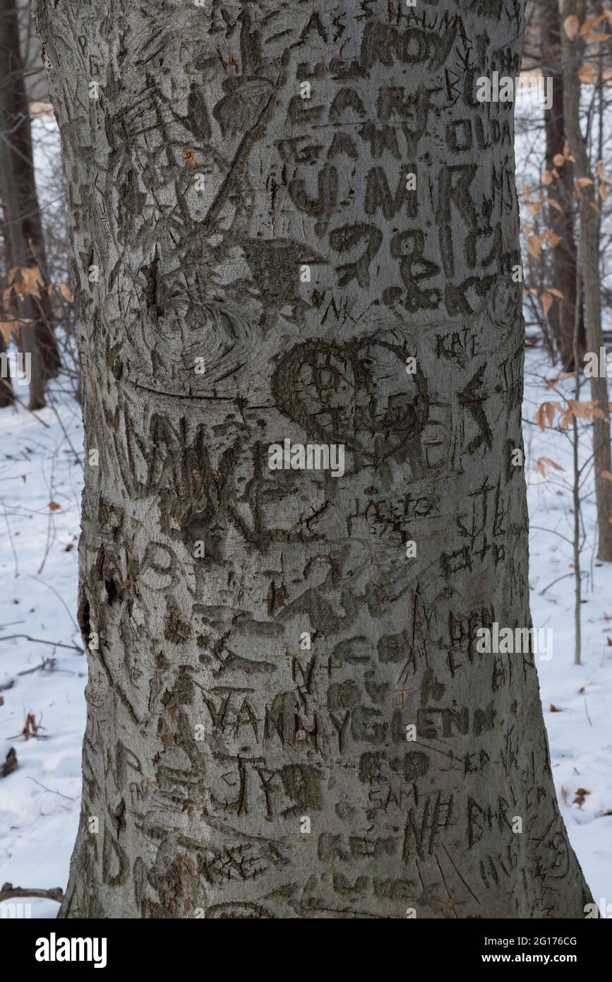 Le promesse di amore scolpite in un albero. Foto Stock