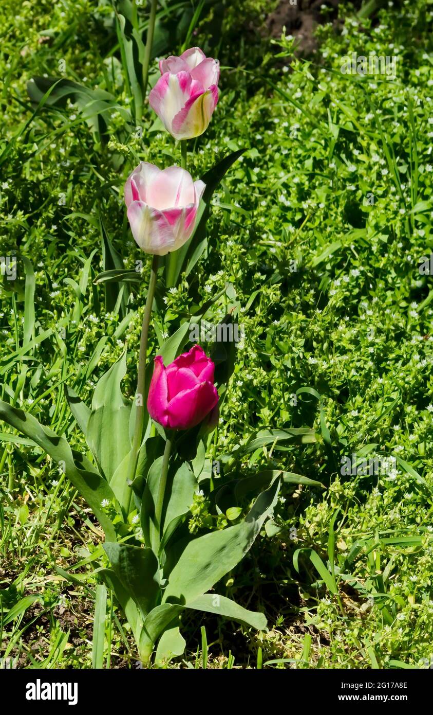 Giardino primaverile con erba fresca e diversi colori di vecchie varietà di tulipani in fiore, Sofia, Bulgaria Foto Stock