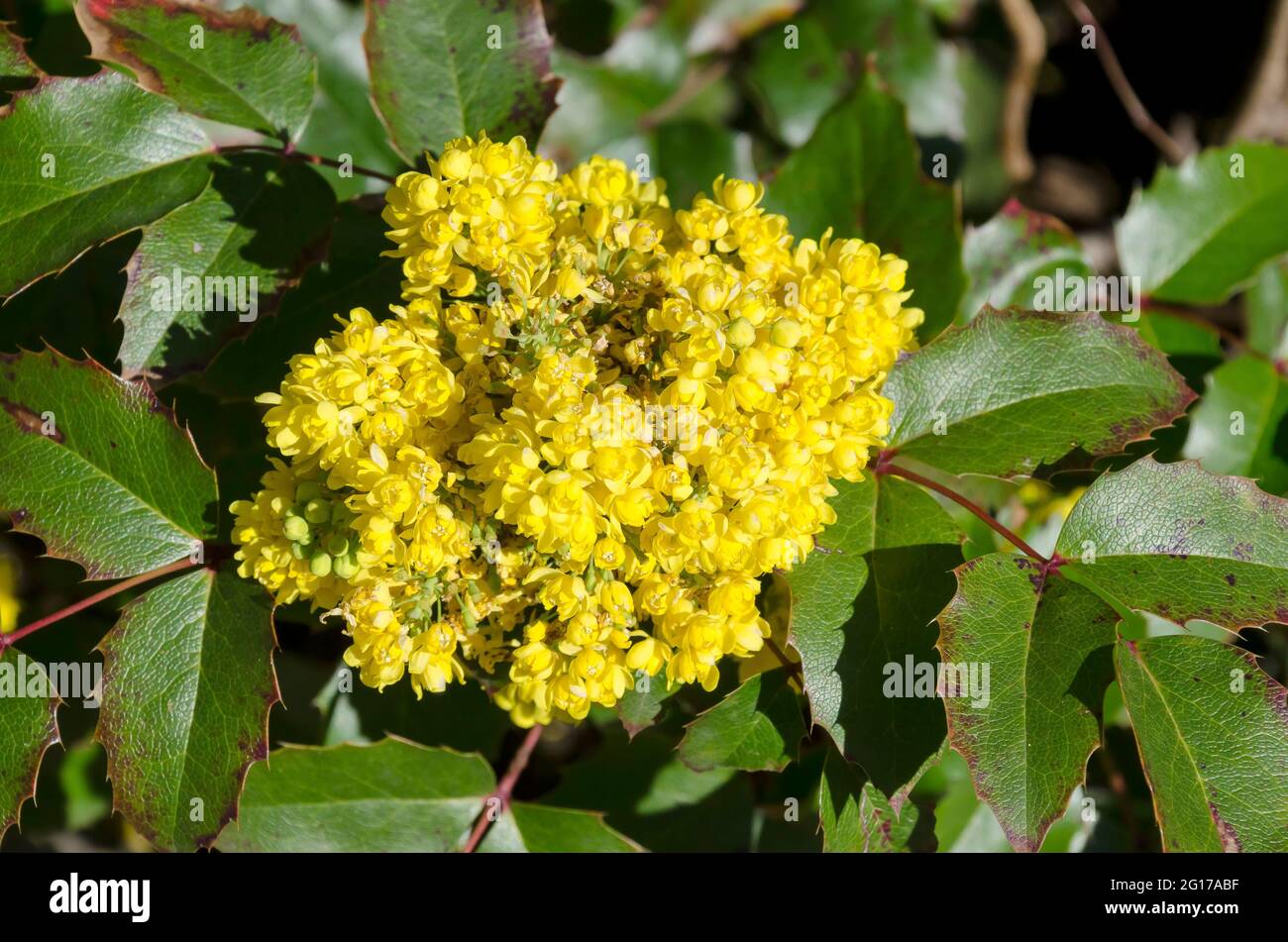 Mahonia aquifolium arbusto con fiore giallo, cespuglio sempreverde con foglie spinose in fiore, Sofia, Bulgaria Foto Stock