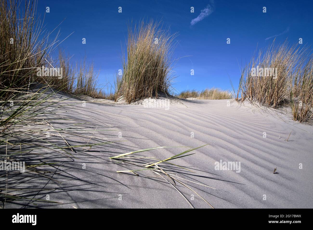 Dune olandesi con motivi di sabbia bianca, erba sulla spiaggia con un cielo blu con nuvole bianche. Paesi Bassi, Ameland 2021 Foto Stock