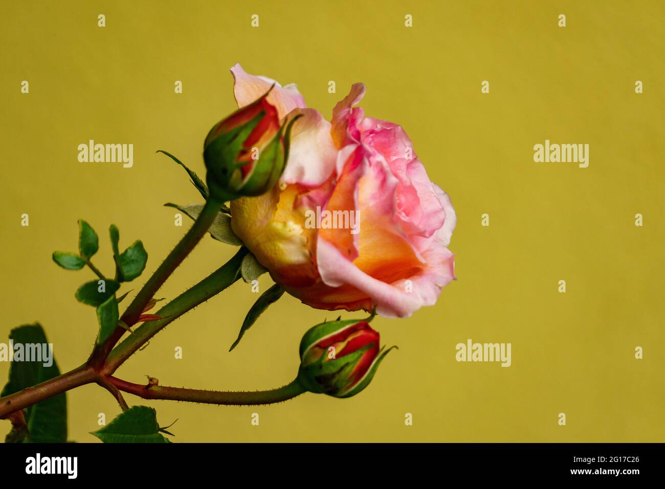 rote Rose am Rosenstock vor einer Hauswand, arancio, rosa, gelso mehrfarbig im grünen Blättermeer. Morgentau auf Rosenknospe. Simbolo für Liebe und Treue Foto Stock