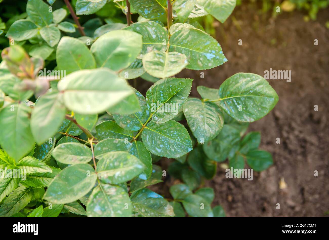 Concimazione di rose in primavera da parassiti e malattie. Trattamento di  piante da insetti nocivi, alimentazione liquida. Spruzzare con solfato di  rame e ferro. Inse Foto stock - Alamy