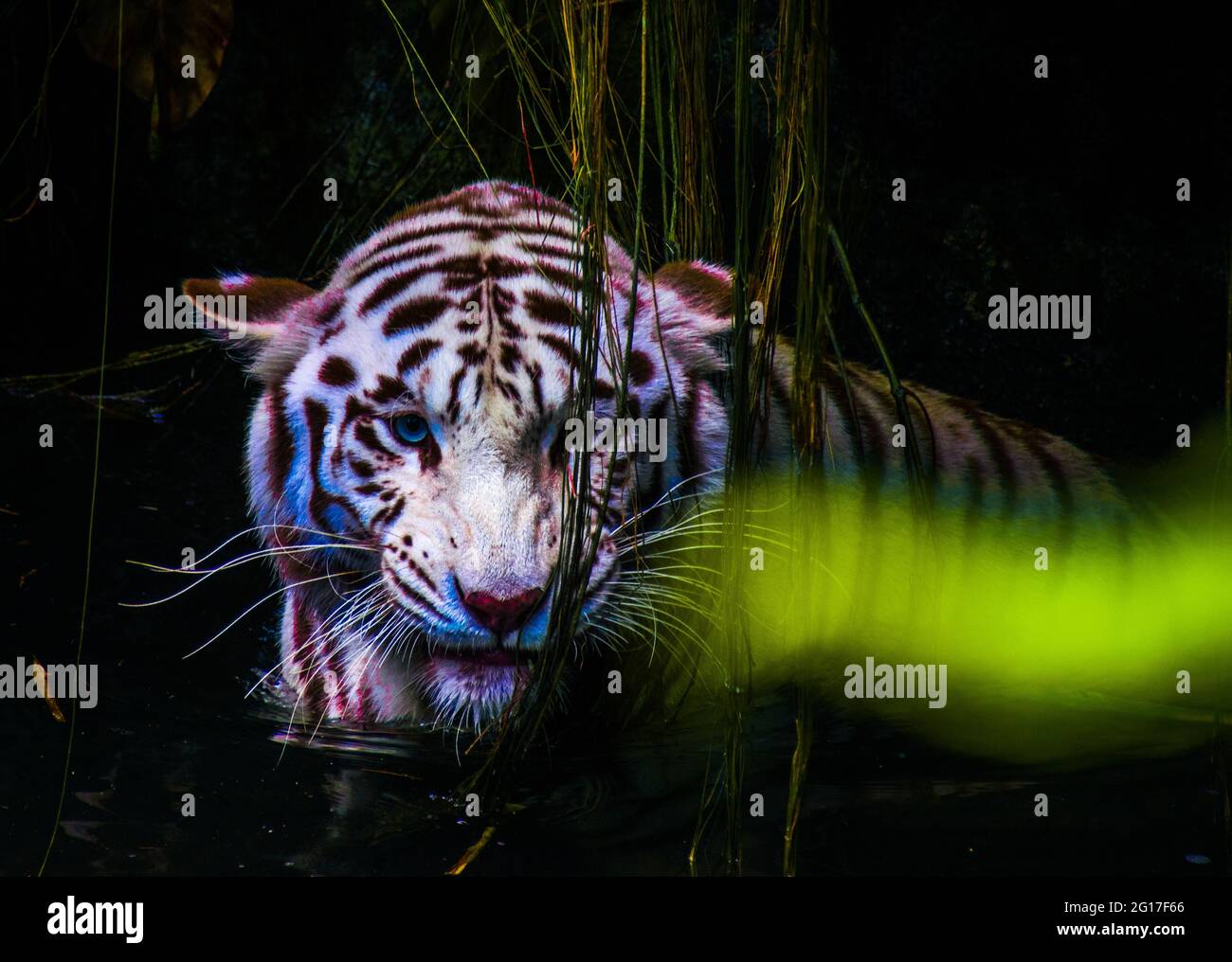 La tigre bianca o tigre sbiancata è una variante di pigmentazione leucistica delle tigri del Bengala, della tigre siberiana e degli ibridi artificiali tra i due, che. Foto Stock