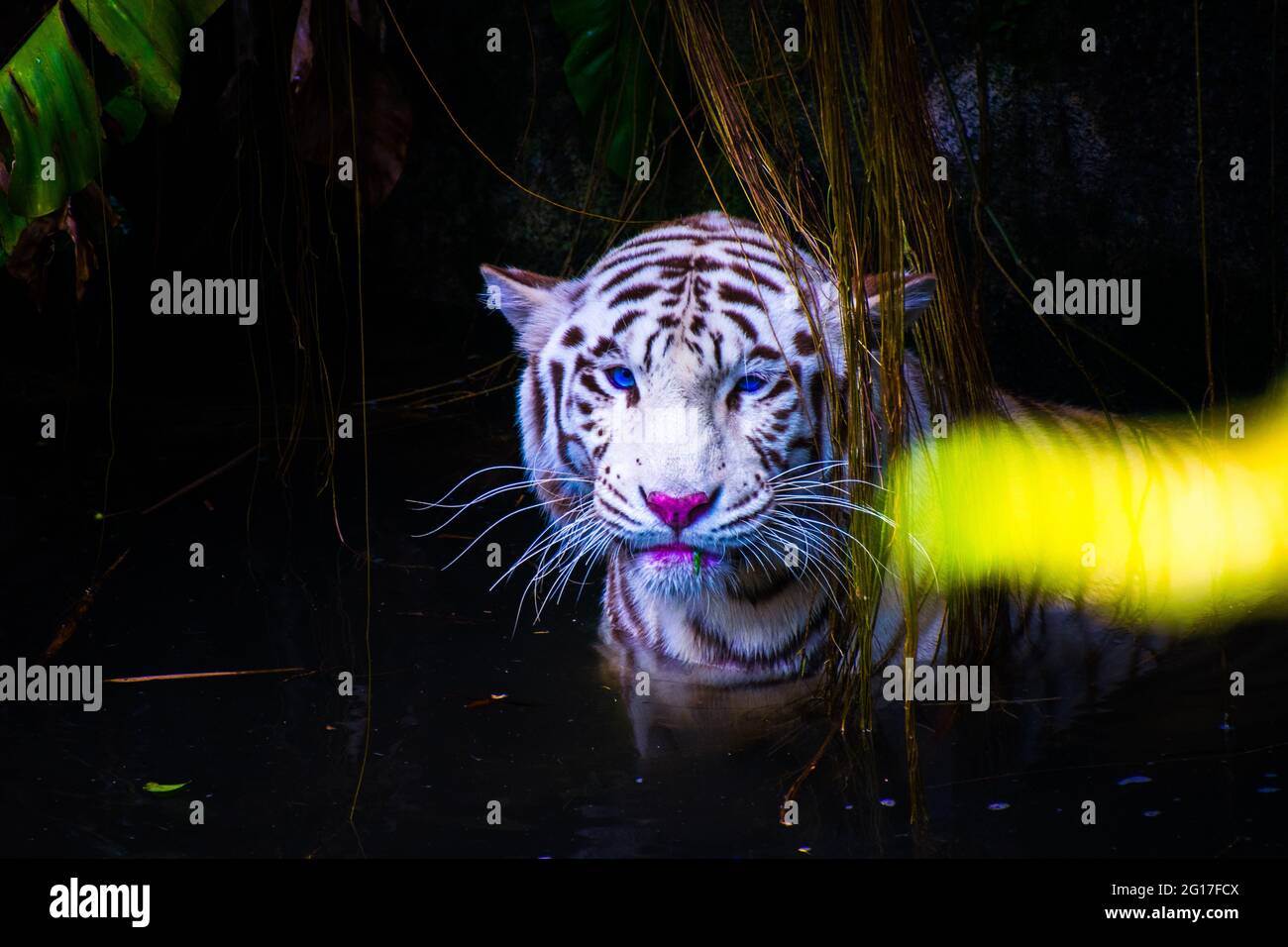 La tigre bianca o tigre sbiancata è una variante di pigmentazione  leucistica delle tigri del Bengala, della tigre siberiana e degli ibridi  artificiali tra i due, che Foto stock - Alamy