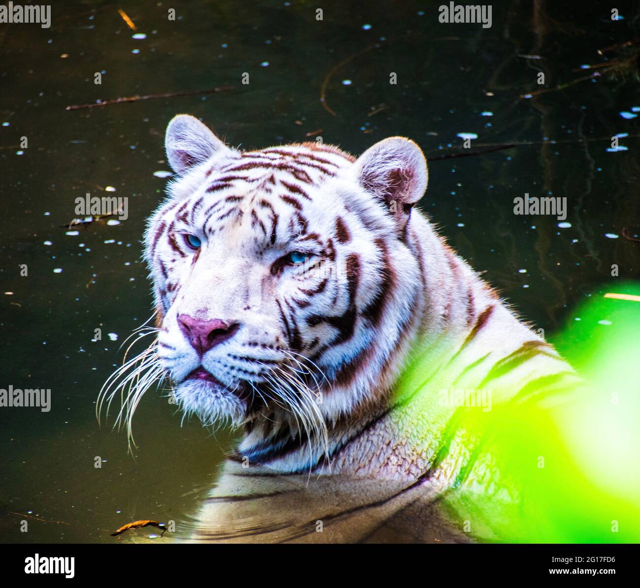 La tigre bianca o tigre sbiancata è una variante di pigmentazione leucistica delle tigri del Bengala, della tigre siberiana e degli ibridi artificiali tra i due, che. Foto Stock