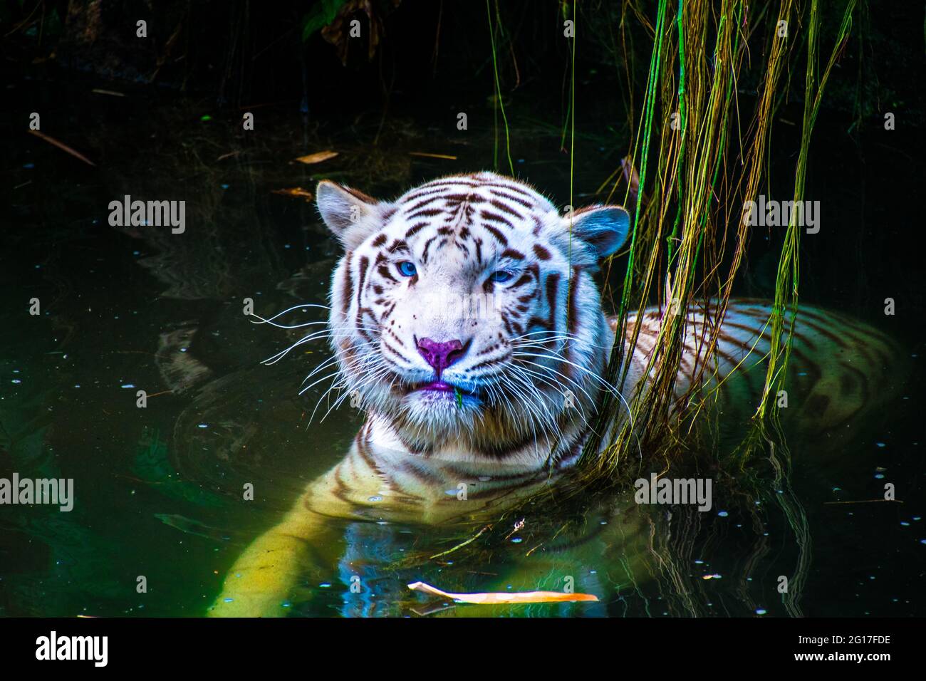 La tigre bianca o tigre sbiancata è una variante di pigmentazione leucistica delle tigri del Bengala, della tigre siberiana e degli ibridi artificiali tra i due, che. Foto Stock