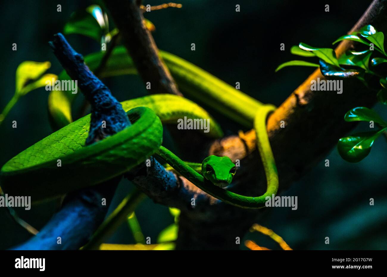 Dendrelaphis punteggiatura, conosciuto anche come il serpente dell'albero australiano, il serpente dell'albero comune e il serpente dell'albero verde, è una specie di snello, l Foto Stock