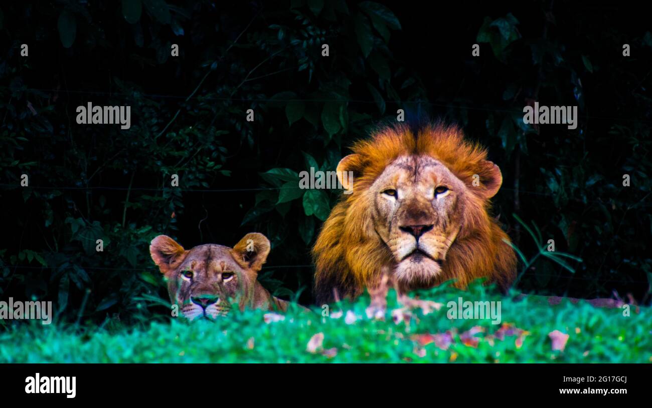 Il leone è una specie della famiglia dei Felidae, appartenente alla famiglia dei Panteidae. Foto Stock