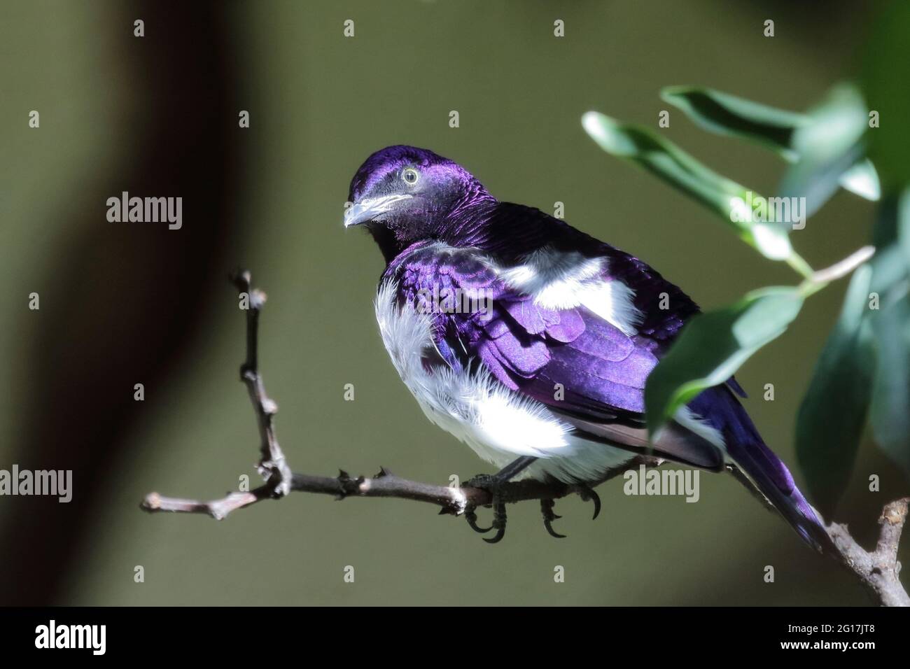 Ametystglanzstar / Starling violetto / Cinnyricinclusis leucogaster Foto Stock