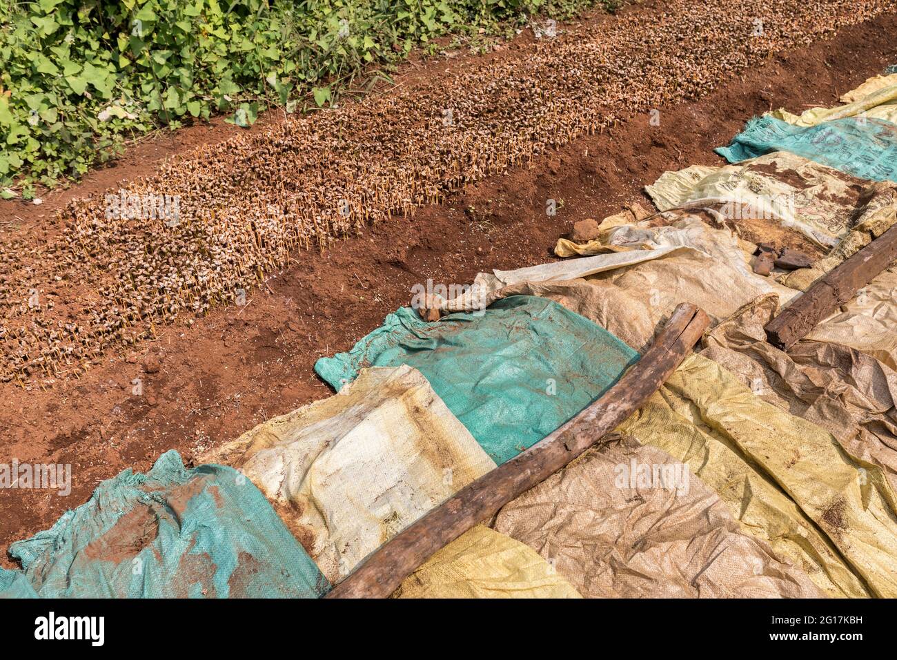 Piantine di caffè in vivaio piantagione con più crescita iniziale nel buio sotto borse, Paksong, Laos Foto Stock