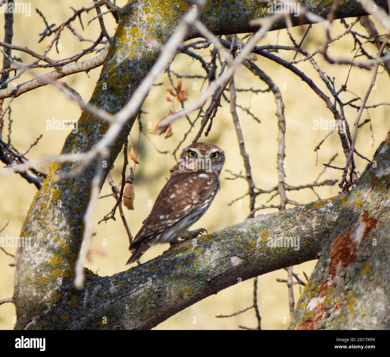 Piccolo gufo (Athene noctua) nel parco nazionale di Vashlovani, Georgia Foto Stock