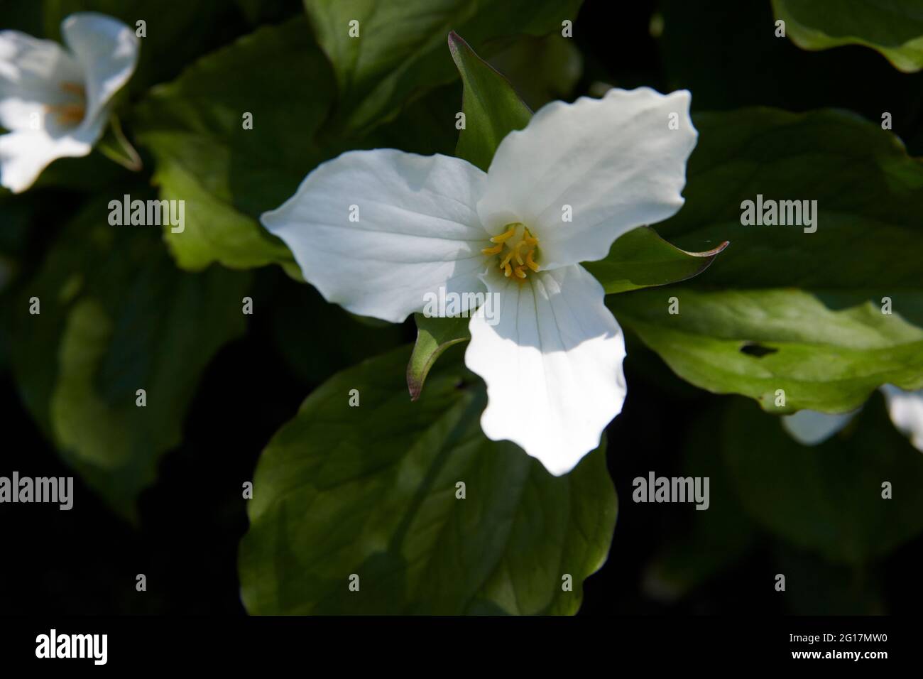 Grande trillium bianco (Trillium grandiflorum) Foto Stock