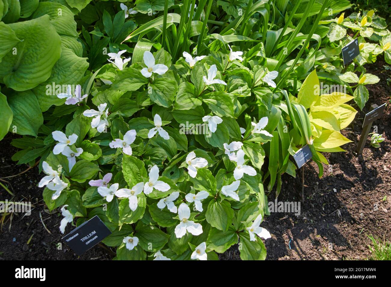 Grande trillium bianco (Trillium grandiflorum) Foto Stock