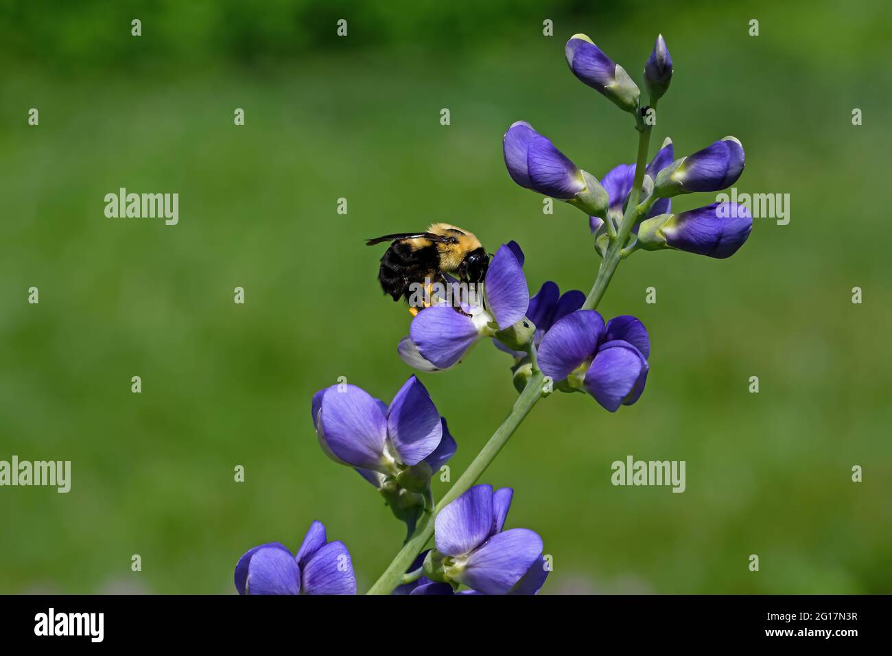 Bumblebee, membro del genere Bombus, fa parte di Apidi su Blue False Indigo flower. Il fiore è conosciuto anche come indaco selvaggio blu. Foto Stock