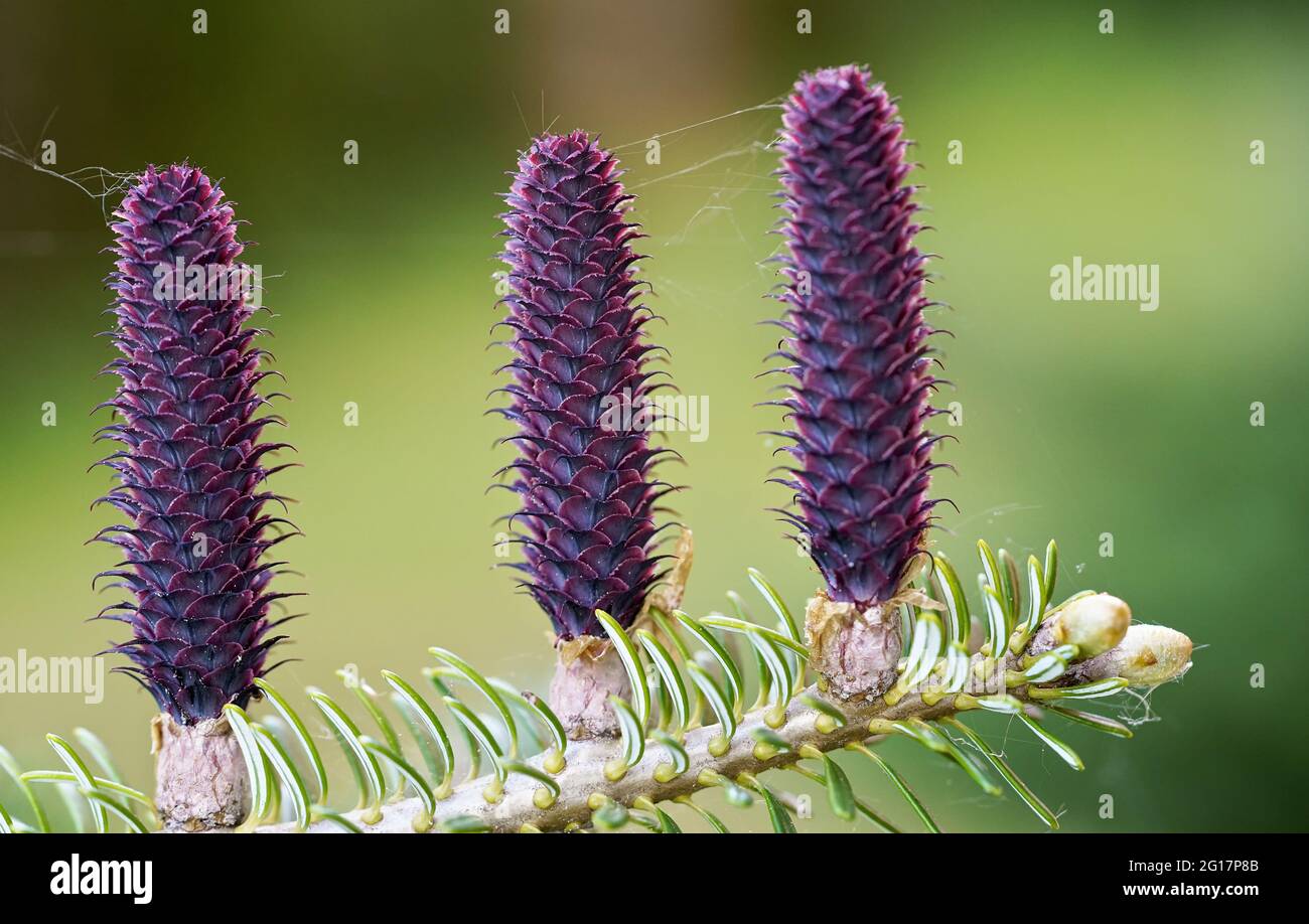 Giovane abete rosso porpora (specie abies) coni che crescono su ramo con abete, dettaglio closeup Foto Stock