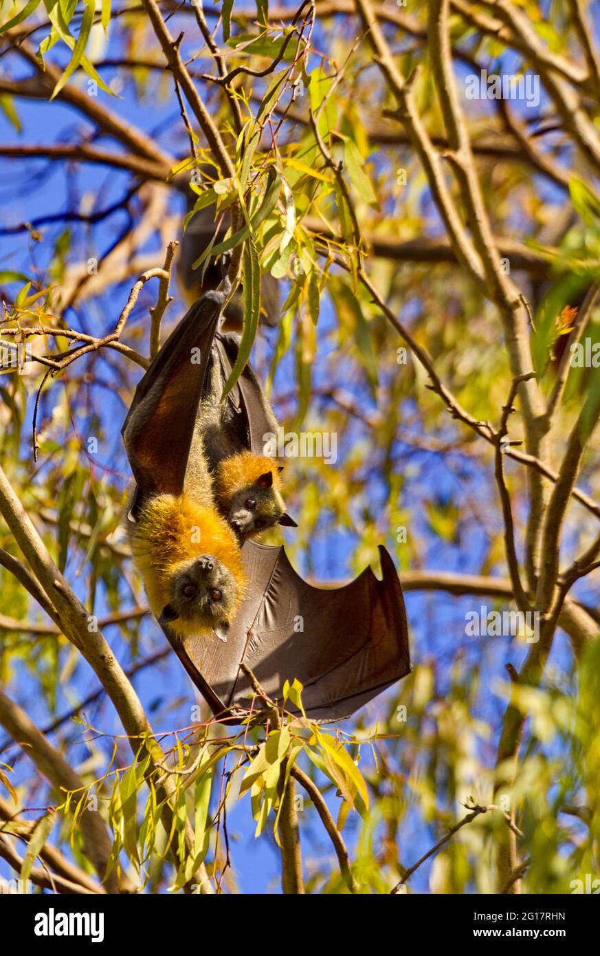 La madre e il pipistrello di Flying Fox a testa grigia in un albero di eucalipto di grandi e selvaggi rookery allo Yarra Bend Park vicino a Melbourne, Austalia Foto Stock
