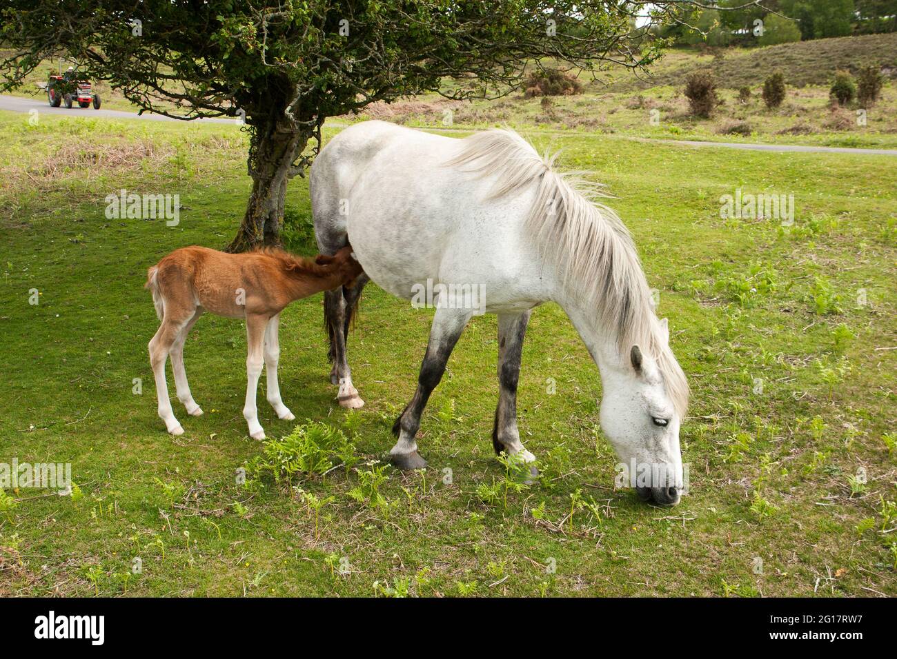 Parco Nazionale di New Forest Pony Foto Stock