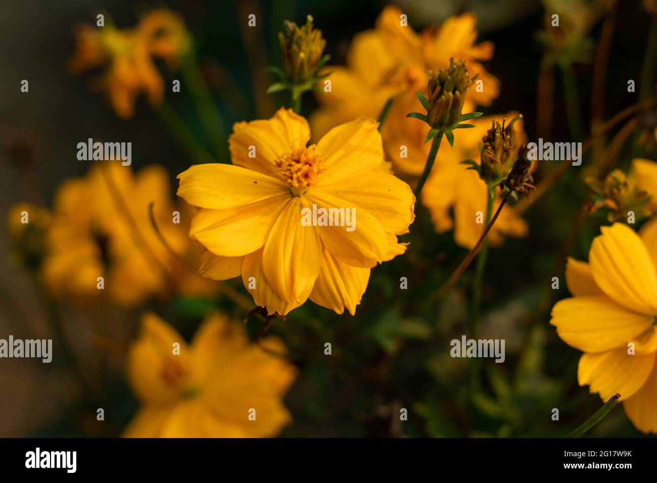 Wildflower un cosmo arancione una vecchia varietà con fiori d'arancio particolarmente incandescenti e un grande mix di colori arancio profondo e fiori tangerini nel canto Foto Stock