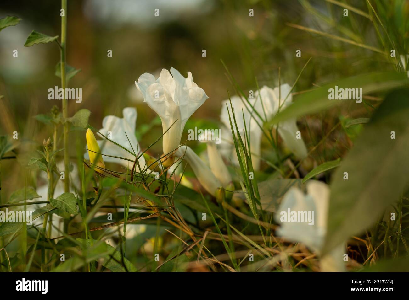 Il Bindweed di campo è una pianta di coda o di strisciamento e il fiore bianco ha le foglie quadrate-simili con un margine poco profondo alla parte superiore che si alternano da sopra Foto Stock