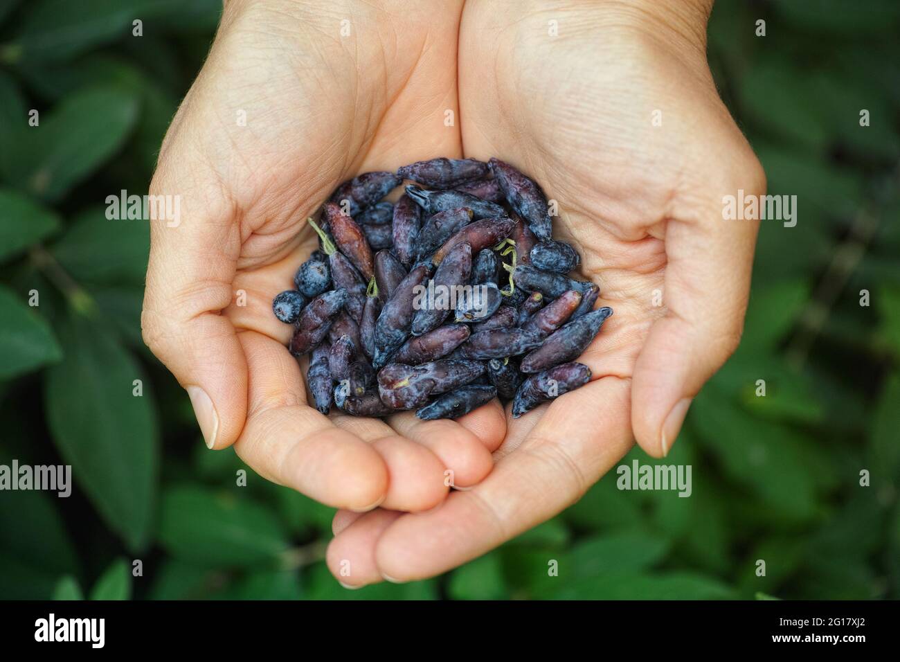 Bacche di miele appena raccolte in mani. Primo piano. Foto Stock