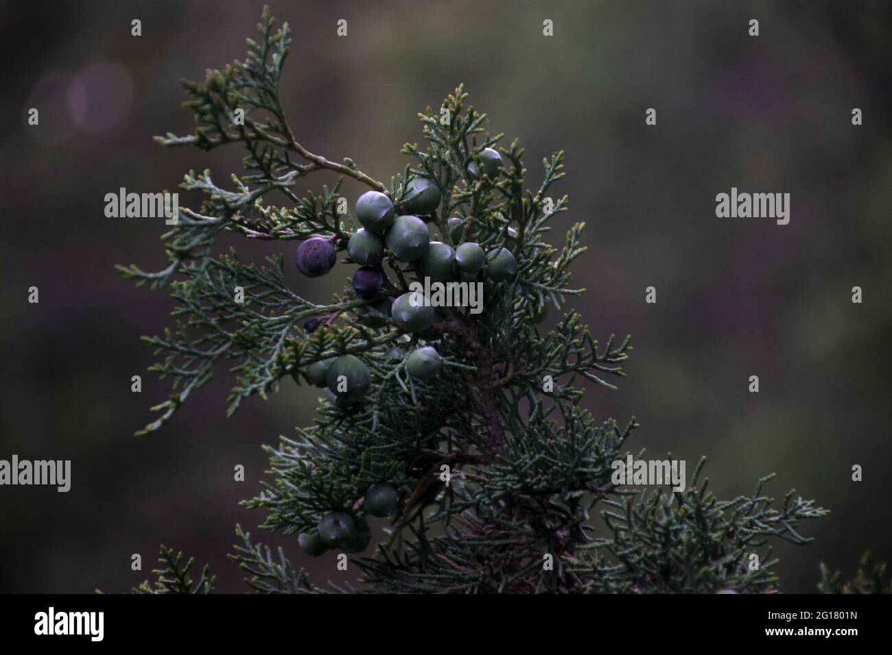 foto di fiori di primavera Foto Stock
