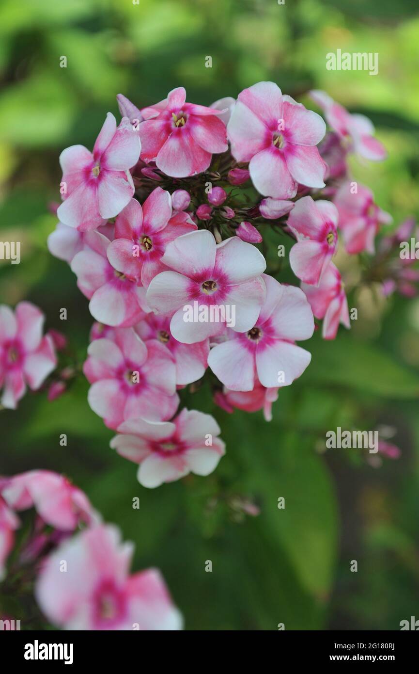 Flox rosa paniculata Aktrisa fiorisce in un giardino nel mese di luglio Foto Stock