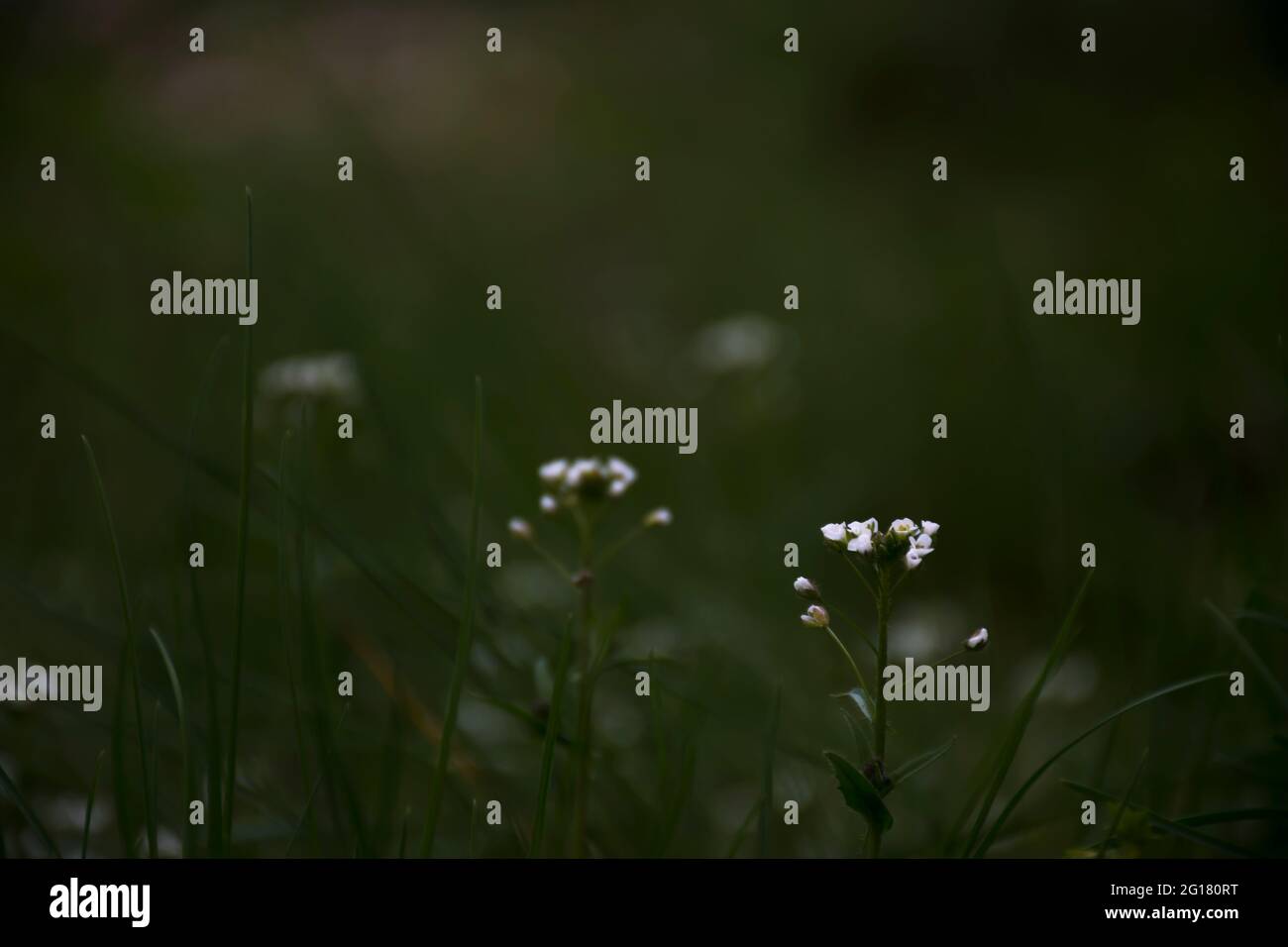 foto di fiori di primavera Foto Stock