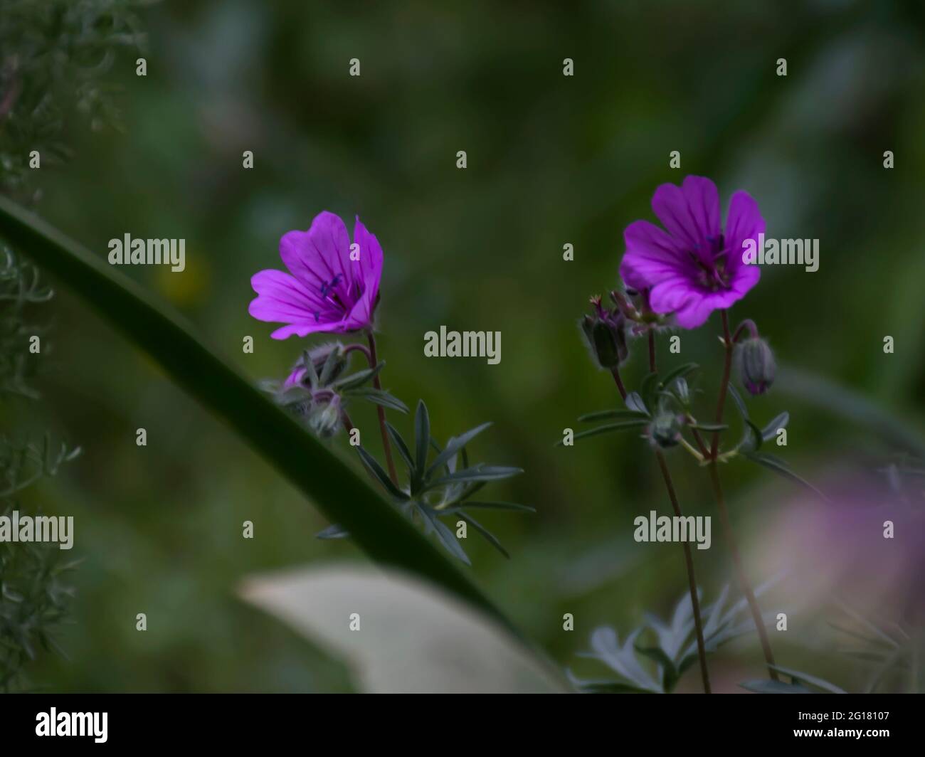 foto di fiori di primavera Foto Stock