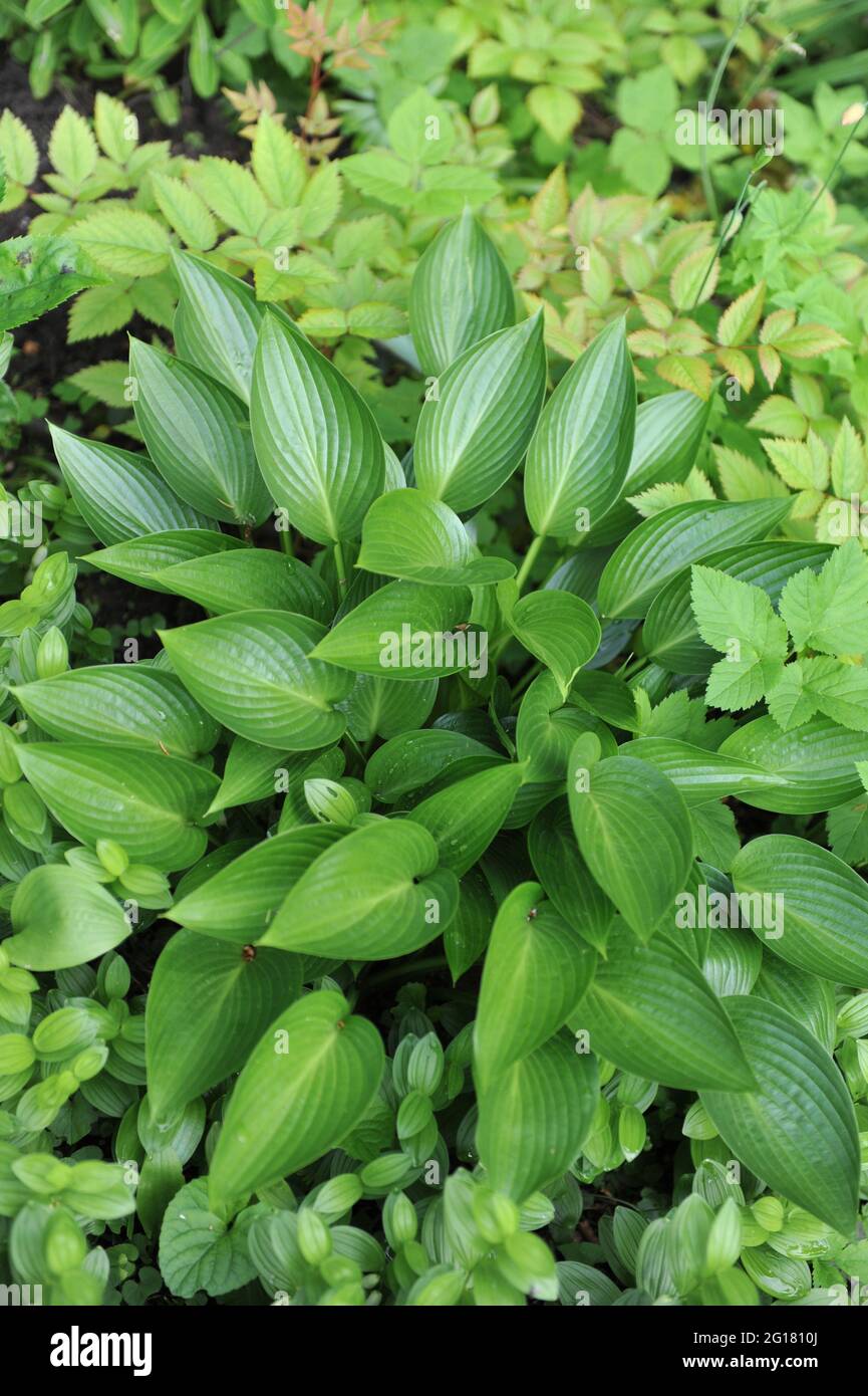 Lucida di medie dimensioni Hosta Devon Green in un giardino a maggio Foto Stock