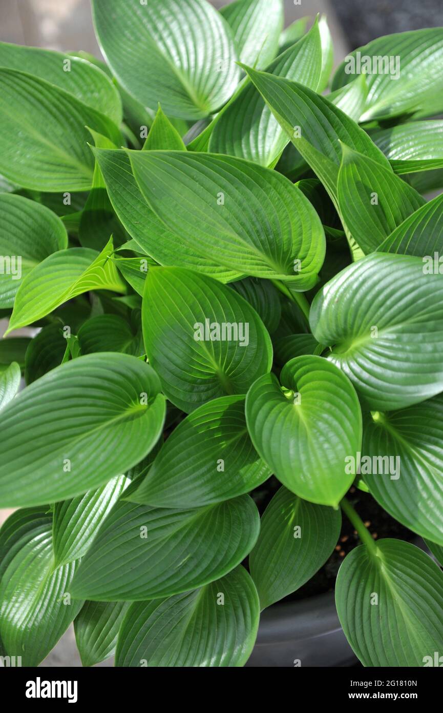 Lucida di medie dimensioni Hosta Devon Green cresce in un giardino nel mese di aprile Foto Stock